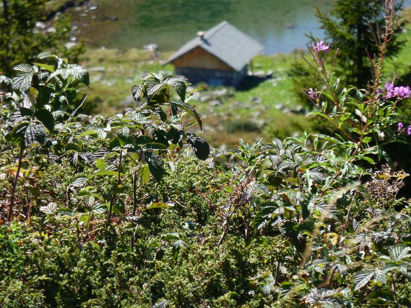 #7 Léat : Son habert, son lac Léat : Son habert, son lac