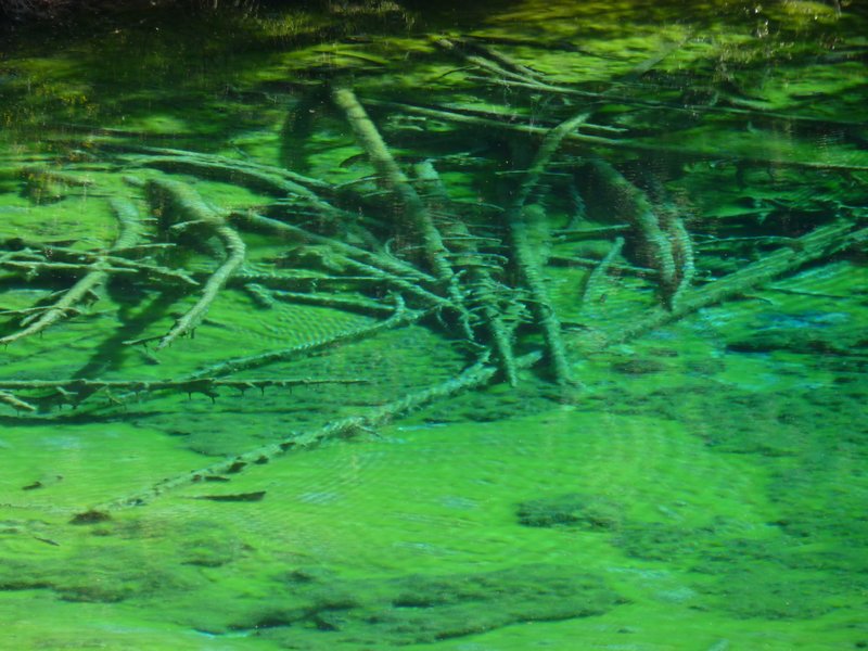#8 Lac Vert : Détail Lac Vert : Détail