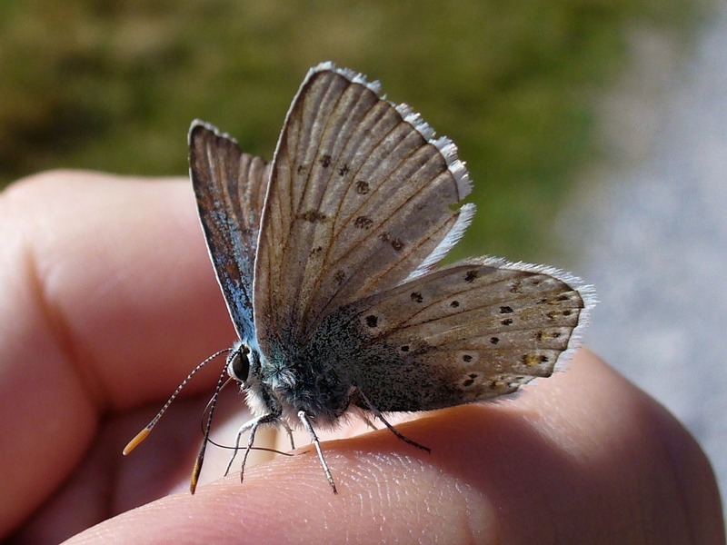 Papillon : Pas farouche la bestiole