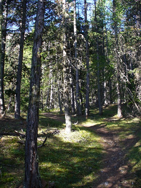 #1 Combe la Roche : Tantôt sentier ... Combe la Roche : Tantôt sentier ...