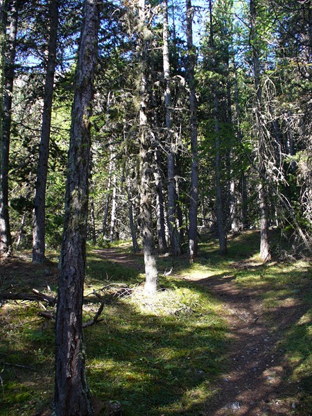 Combe la Roche : Tantôt sentier ...