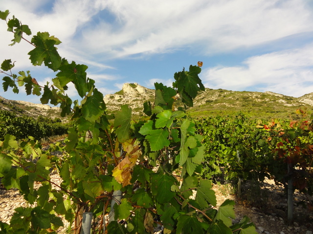#9 Vignes et alpilles... : pour passer le temps en attendant mon chauffeur! Vignes et alpilles... : pour passer le temps en attendant mon chauffeur!