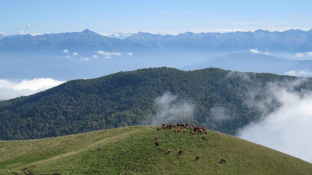 #7 Troupeau : au fond, le Mont Pourri Troupeau : au fond, le Mont Pourri