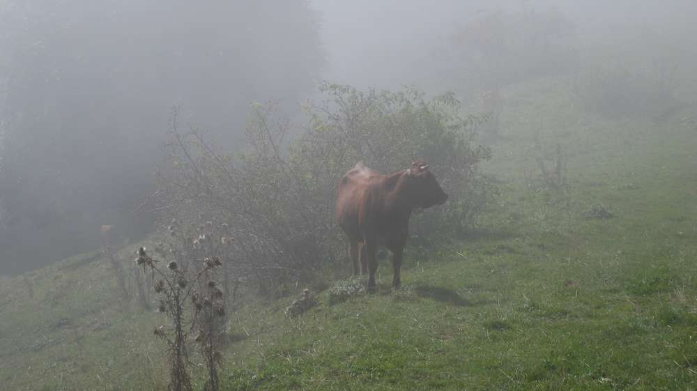#2 Meuh... : sortie du brouillard Meuh... : sortie du brouillard