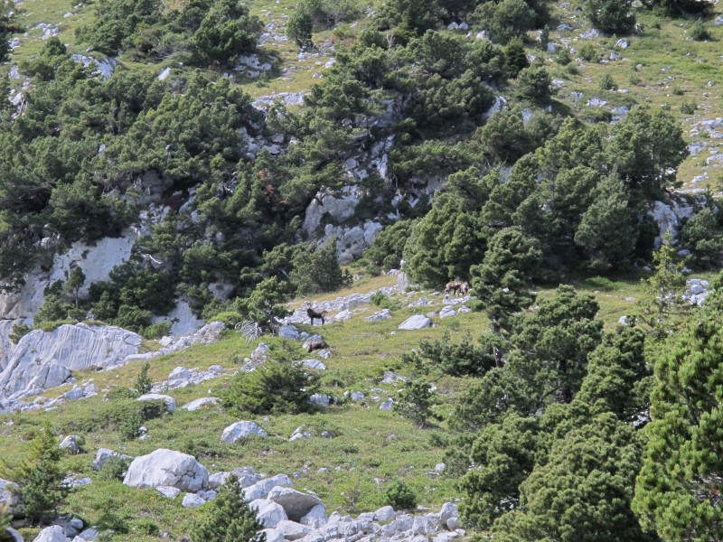 #7 les chamois : chercher les chamois les chamois : chercher les chamois