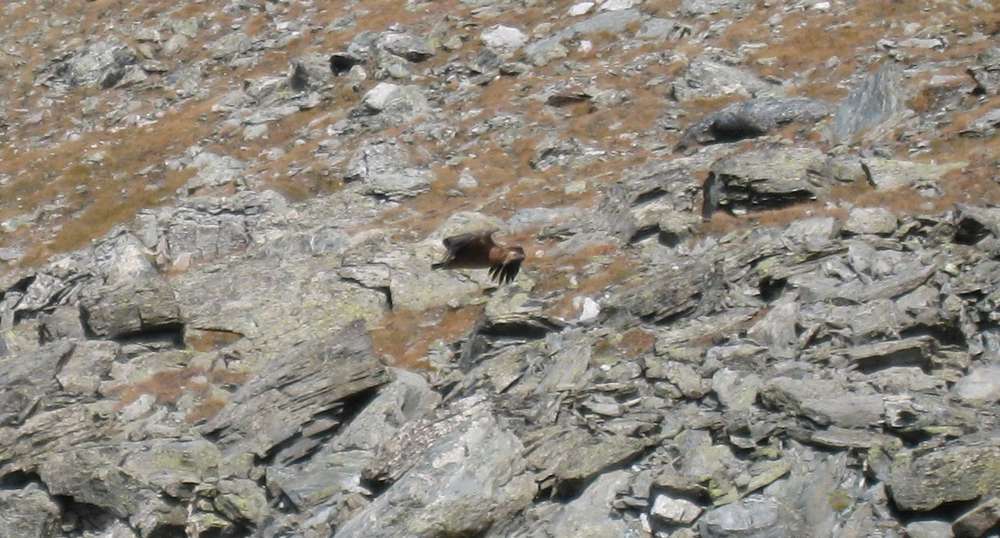 Rapace : vautour fauve (?) qui prend son envol à quelques dizaines de metres de nous