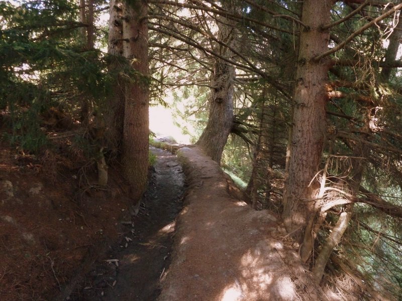 #19 Petit Bisse : Passage forestier Petit Bisse : Passage forestier