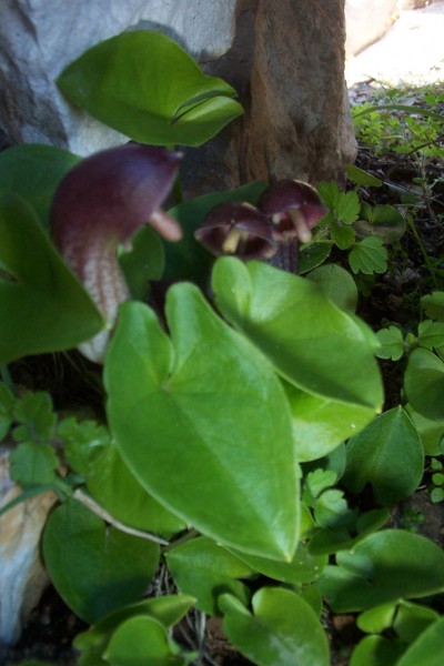 #1 Carnivore ? : Dans un creux de rocher j Carnivore ? : Dans un creux de rocher j'ai vu cette minuscule plante qui me semble être carnivore ... mais sans certitude !