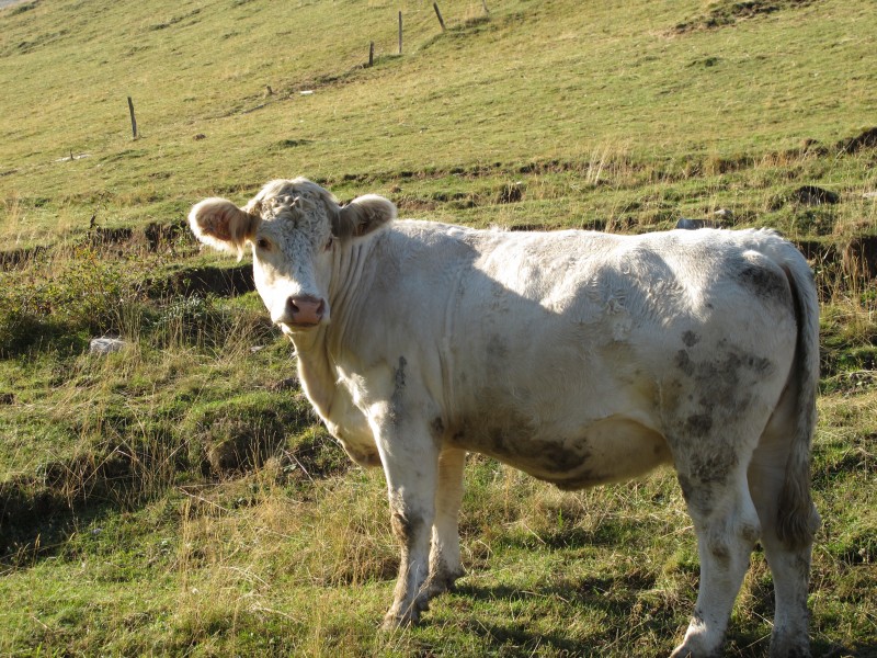 #3 Ou sont les VAches : les premieres Ou sont les VAches : les premieres