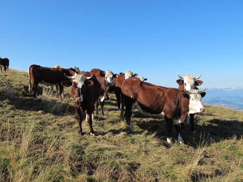 LES vaches ? : voila les autres