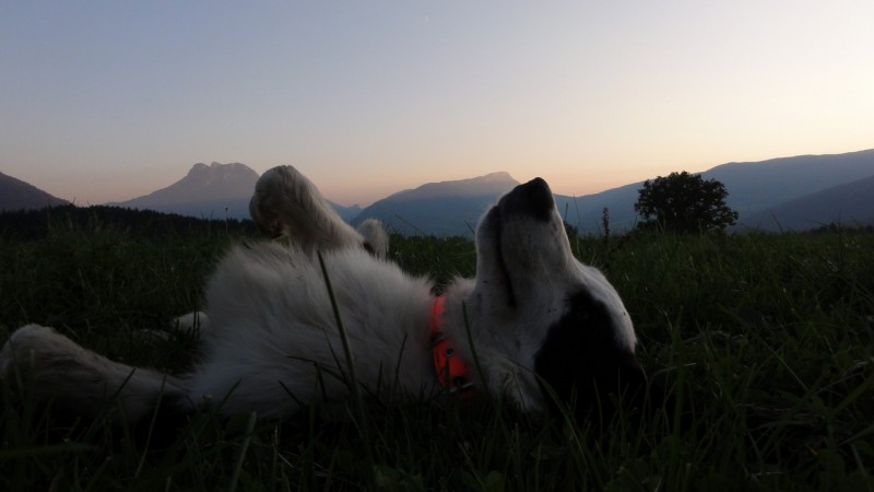 #10 Couché de soleil : dans ma prochaine vie, je veux être chien de ferme à Bellecombe ... Couché de soleil : dans ma prochaine vie, je veux être chien de ferme à Bellecombe ...