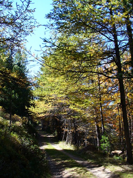 #3 Fort de la Turra : Les mélèzes se colorent ... Fort de la Turra : Les mélèzes se colorent ...