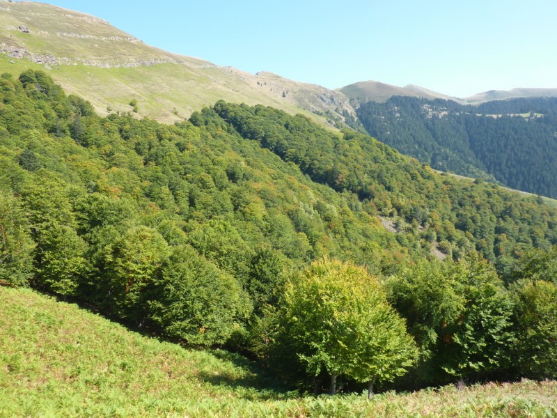 #7 Col de Saunères : Saison du brâme du cerf: ça brâme de partout dans ces forêts ! Col de Saunères : Saison du brâme du cerf: ça brâme de partout dans ces forêts !