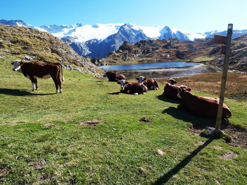 #13 les otoctones : Tete du Vallon les otoctones : Tete du Vallon