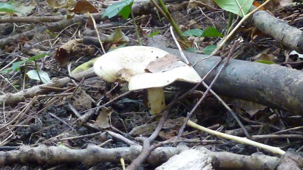 #8 Champignon 3 : sur que c Champignon 3 : sur que c'est pas une morille...