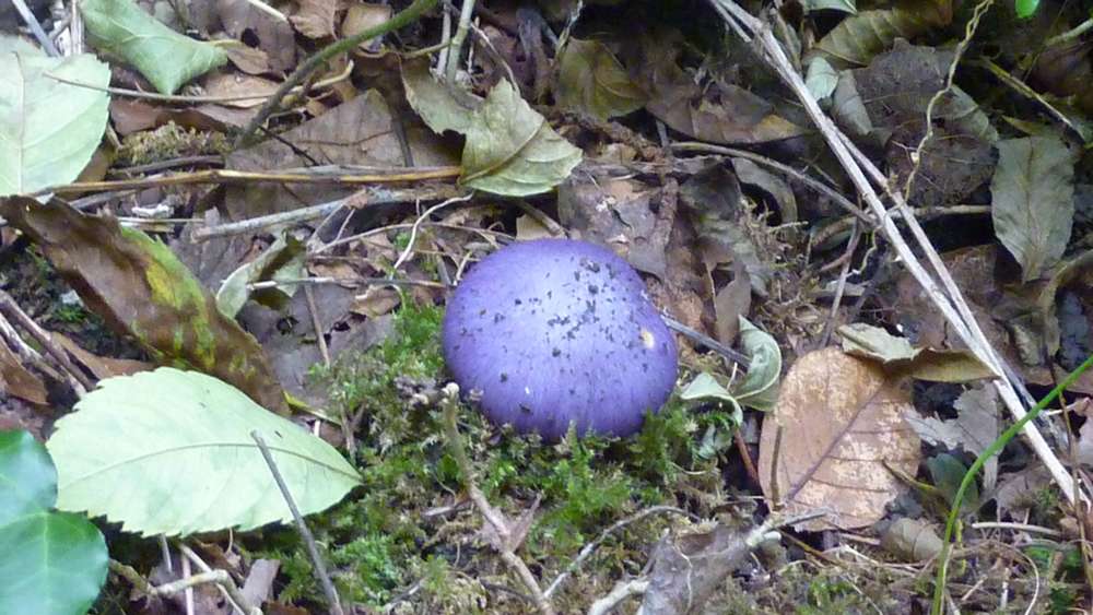 #6 Champignon : ça pousse mais me demandez pas ce que c Champignon : ça pousse mais me demandez pas ce que c'est...