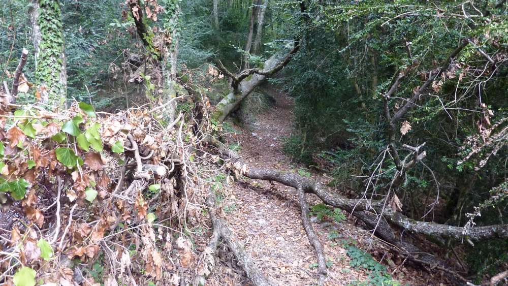#5 Tempete : beaucoup d Tempete : beaucoup d'arbres en travers sur les differents sentiers lié aux derniers gros coups de vent