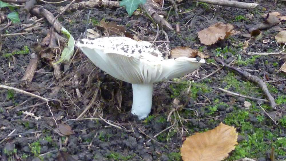 #7 Champignon 2 : ça se mange ?? Champignon 2 : ça se mange ??