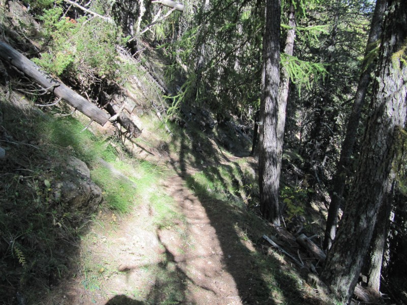 #5 beau travail : merci les forestiers beau travail : merci les forestiers