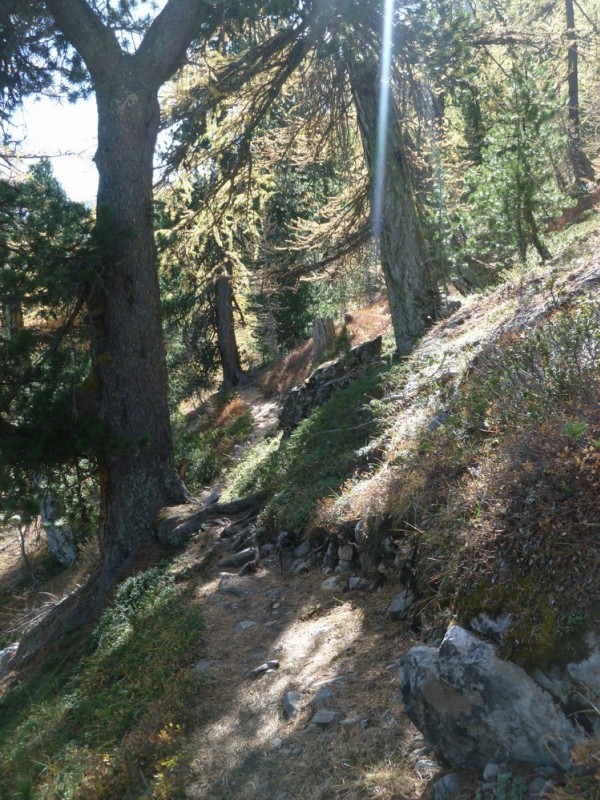 #4 sentier avant le Lac Miroir : un obstacle tous les 20m :( sentier avant le Lac Miroir : un obstacle tous les 20m :(
