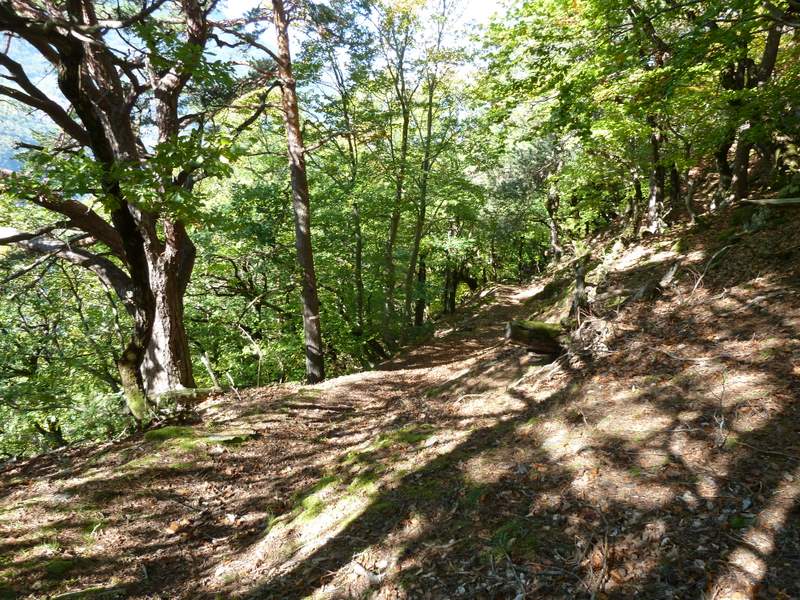 #7 Derchu : Joli parcours forestier sous le Derchu Derchu : Joli parcours forestier sous le Derchu