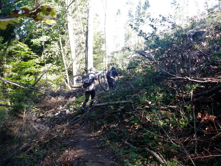 #8 Coupe de bois : Heureusement y Coupe de bois : Heureusement y'en a que sur 50 mètres!