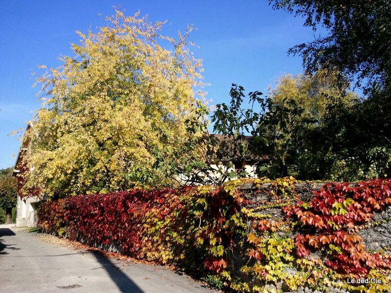 #3 Automne : A Cossey, ce mur est un délice de couleur à cette époque de l Automne : A Cossey, ce mur est un délice de couleur à cette époque de l'année
