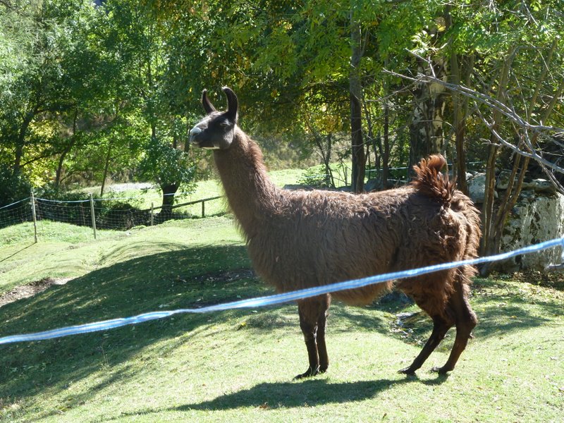 #16 Mattertal : Nombreux lamas en Mattertal Mattertal : Nombreux lamas en Mattertal