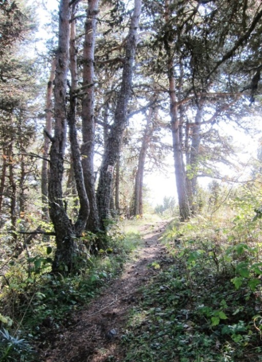 #5 descente : sentier dans les pins descente : sentier dans les pins