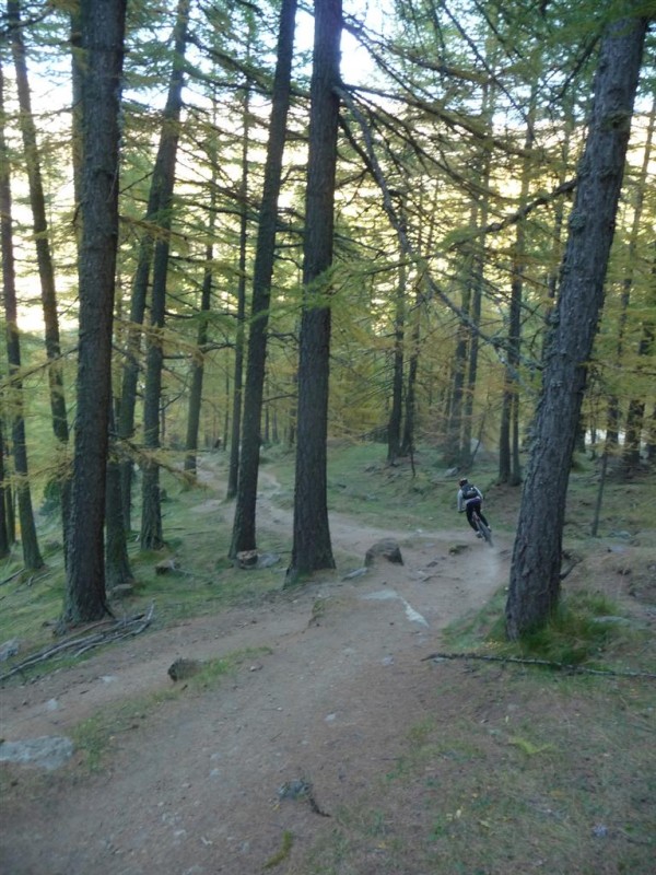 #25 Col Vieux en traversée : Après, dans les mélèzes, impossible de s Col Vieux en traversée : Après, dans les mélèzes, impossible de s'arrêter prendre des photos, c'était trop bon...