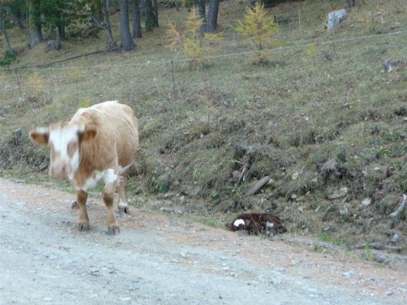 Pointe de Rasis : Un veau tout juste né au bord de la route...