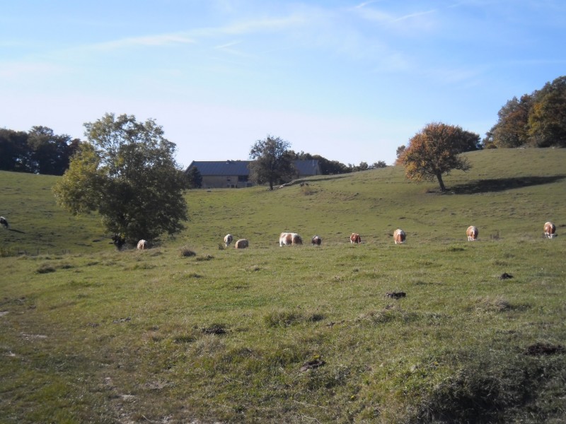 Le sommet : Les vache et la ferme du champ du comte