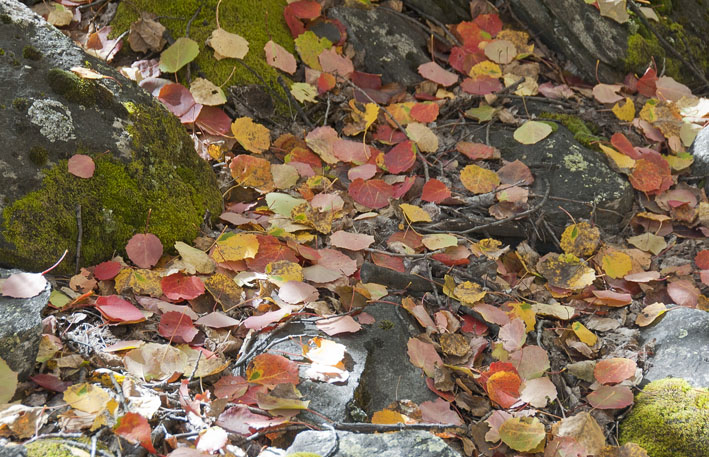 #6 Piste de l Piste de l'Arcelin : Couleurs variées des feuilles de tremble