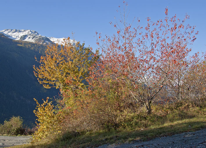 #1 Piste de l Piste de l'Arcelin : cerisier, tremble, l'automne en feu
