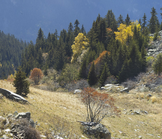 #15 Arcelin : Dans la descente vers la Ferrière Arcelin : Dans la descente vers la Ferrière