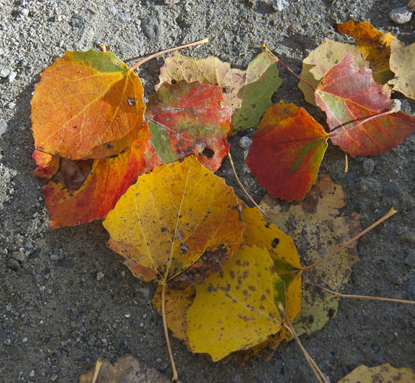 #5 Piste de l Piste de l'Arcelin : Couleurs variées des feuilles de peuplier tremble