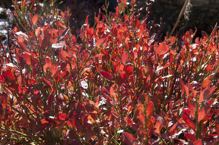 #13 Piste de l Piste de l'Arcelin : Myrtilliers