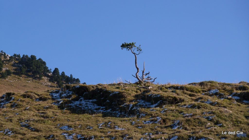#7 Arbrisseau : Va t Arbrisseau : Va t'il encore résister longtemps aux affres de l'hiver?