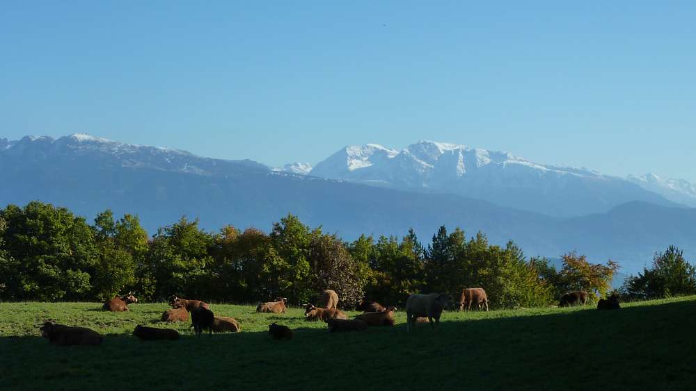 #6 Meuh... : le Taillefer est bien blanc Meuh... : le Taillefer est bien blanc