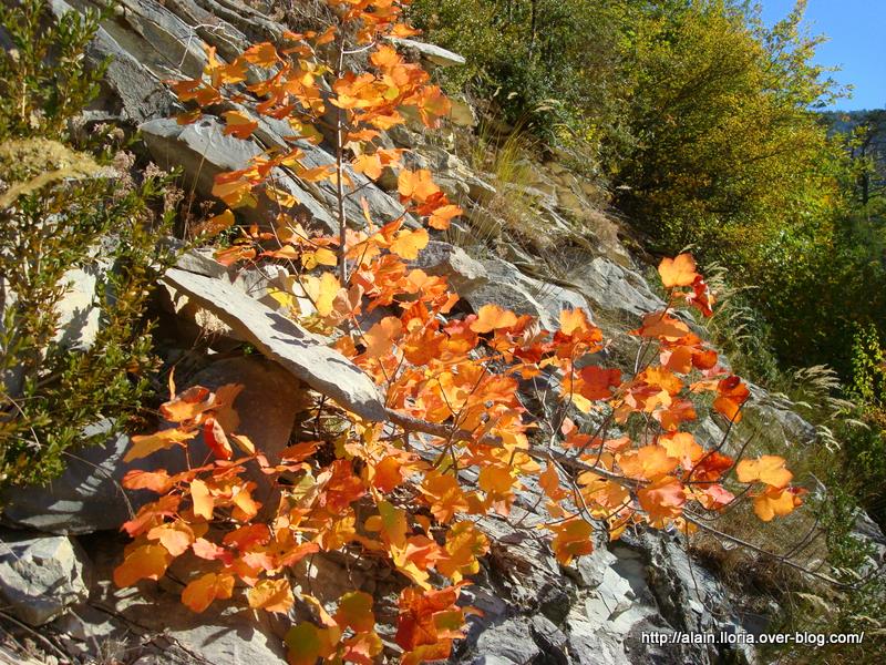 #16 L L'automne : est là