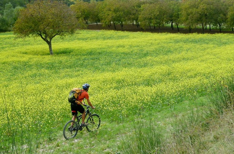 Contraste : Du colza, un noyer et un Perdo