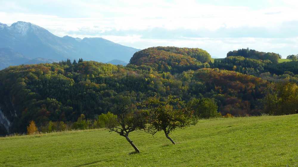 #9 Arbres jumeaux : en dessous des Pelloux Arbres jumeaux : en dessous des Pelloux