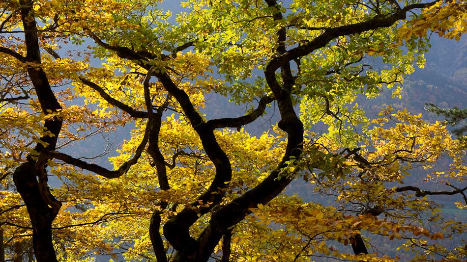 jardin japonais : au dessus de Savoie-Carbone