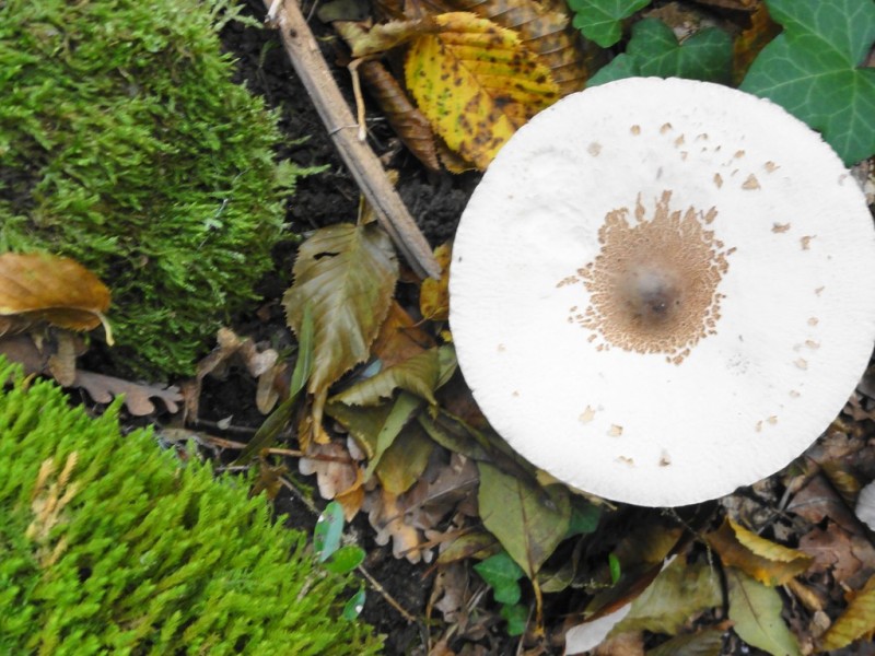 champi : et mousse, c'est l'automne