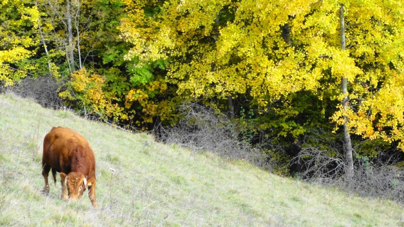 lumière : ma photo habituelle de vache