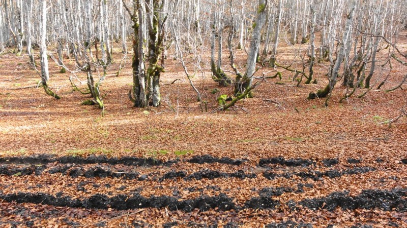 #3 feuillu et boueux : au début de la montée feuillu et boueux : au début de la montée
