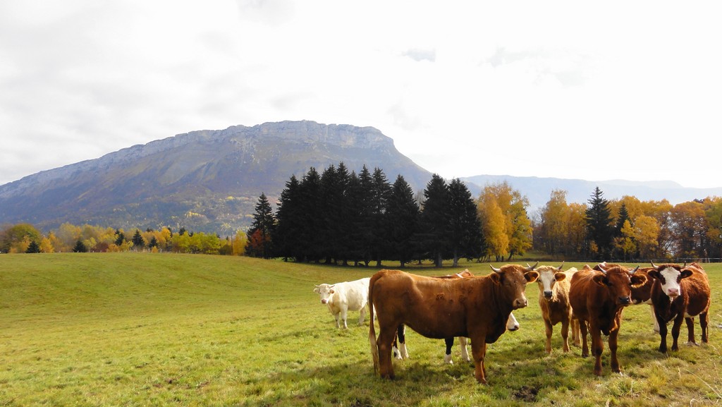 vaches : mes vaches du jour