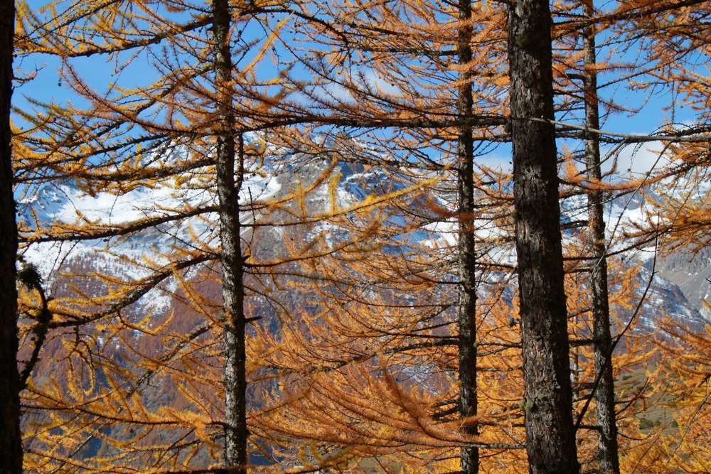 #2 La bonne saison : pour les mélèzes en feu La bonne saison : pour les mélèzes en feu