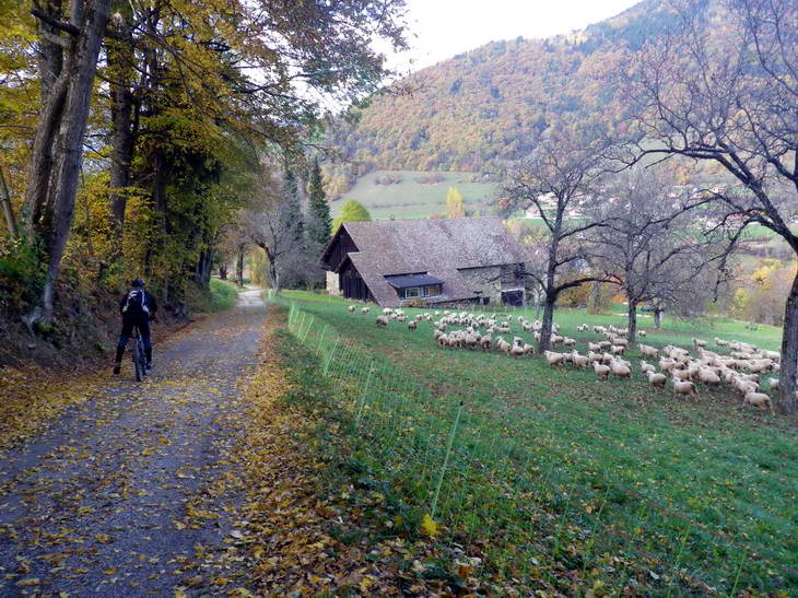#11 Descente vers Theys : Encore des moutons... Descente vers Theys : Encore des moutons...