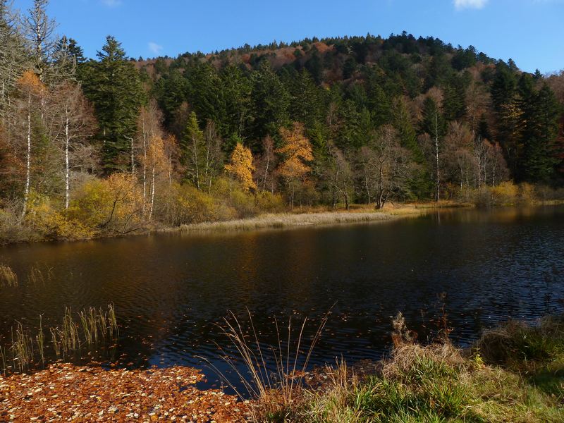 Ballon d'Alsace : L'Etang du Petit Haut